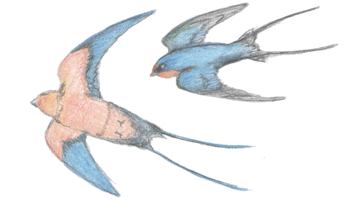 cropped-hayley_swallows2.png